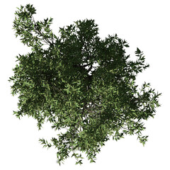 Orange Tree – Top View