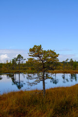 bog landscape, bog vegetation painted in autumn, small swamp lakes, islands overgrown with small bog pines, grass, moss cover the ground, Kemeri National Park, Latvia
