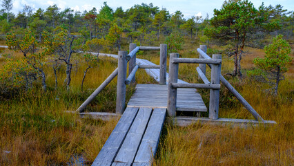 Kemeru, National Nature Park. A wooden path through marsh wetlands with small pines, bog plants and ponds. Hiking route for outdoor activities and a healthy lifestyle. - obrazy, fototapety, plakaty
