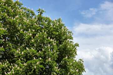 Abstract image of chestnut leaves in rays of sunlight. Selective focus, blurred background