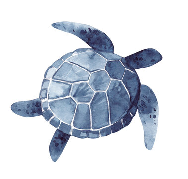 Watercolor illustration with an indigo turtle on a transparent background. Underwater world.
