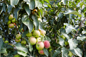 Ripe apples on a tree in a garden. Organic apples hanging from a tree branch in an apple orchard