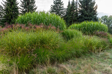 A group of beautiful ornamental grasses, low and tall. Designed.a copy of ornamental grasses. Trees in the background.