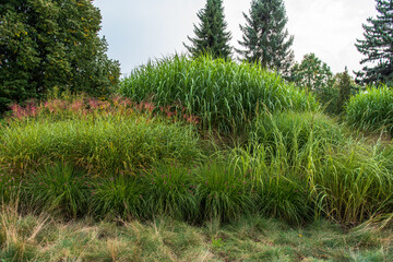 A group of beautiful ornamental grasses, low and tall. Designed.a copy of ornamental grasses. Trees in the background.
