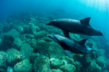 Obraz na płótnie Canvas wildlife dolphins parents and children