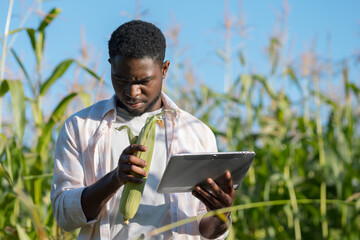 Bearded man examines corn cob looking for data on tablet. African American agronomist searches...