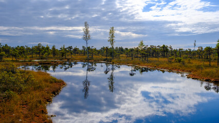 Fototapeta na wymiar bog landscape, bog vegetation painted in autumn, small swamp lakes, islands overgrown with small bog pines, grass, moss cover the ground, Kemeri National Park, Latvia.