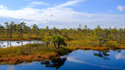 bog landscape, bog vegetation painted in autumn, small swamp lakes, islands overgrown with small bog pines, grass, moss cover the ground, Kemeri National Park, Latvia.