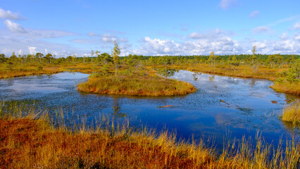 bog landscape, bog vegetation painted in autumn, small swamp lakes, islands overgrown with small bog pines, grass, moss cover the ground, Kemeri National Park, Latvia.