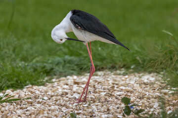 stilt standing on shore line