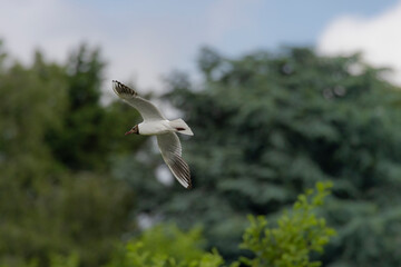 black headed gull flying