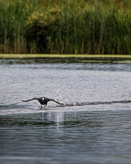 coot bird skimming over water