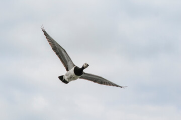 barnacle  goose flying