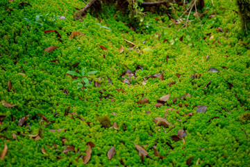 sphagnum moss field in the forest
