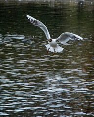 black headed gull flying over water