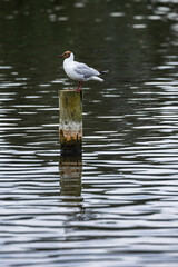 black headed gull standing on post in water
