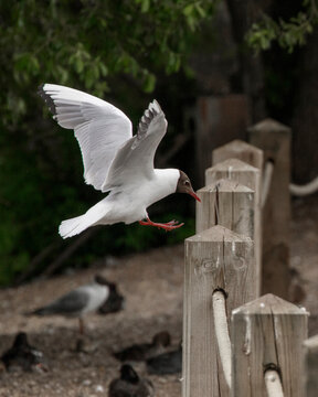 black headed gull landing on post