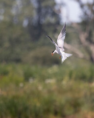 common turn in flight over water