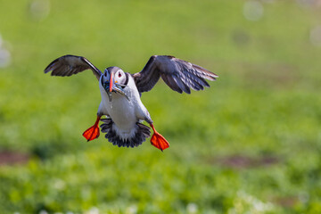 Puffin (Fratercula arctica)