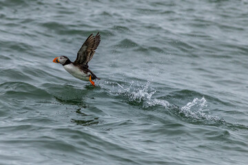 Obraz premium Puffin (Fratercula arctica)