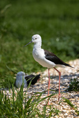 stilt standing on shore line and one in background laying down