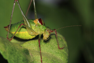 hexacentrus japonicus insect macro photo