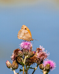 brown meadow butterfly 