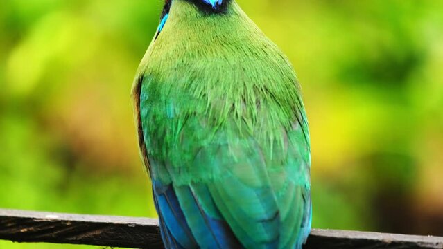 Andean motmot (Momotus aequatorialis) tropical colourful bird barranquero andino passerine