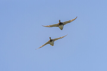two barnacle  goose flying