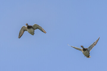 two barnacle  goose flying
