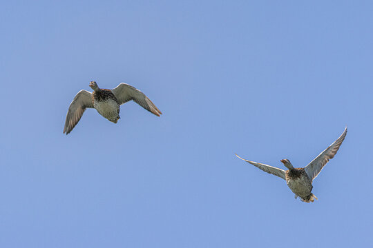 two barnacle  goose flying