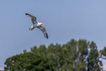 seagull in flight