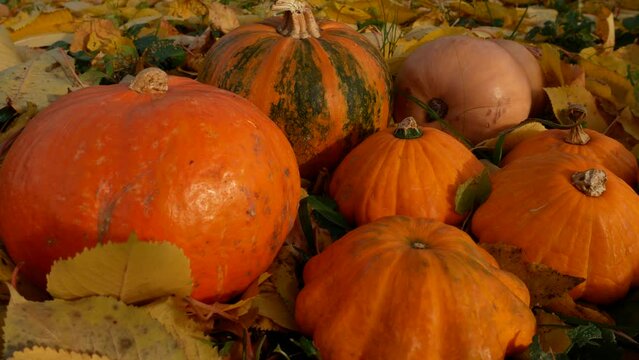 Large and small ripe orange pumpkins lie in the grass among the yellow fallen leaves. On the pumpkins there are rays of sun and shadow. Harvest vegetables in autumn. Happy Halloween