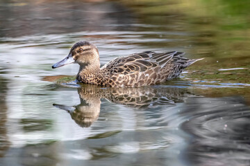 duck in the water