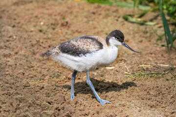 baby avocet on sand shore line