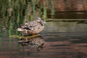 mallard duck standing in water
