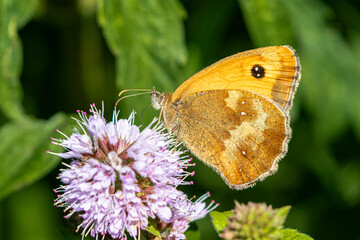 Obraz premium gatekeeper butterfly on hemp agrimony flower