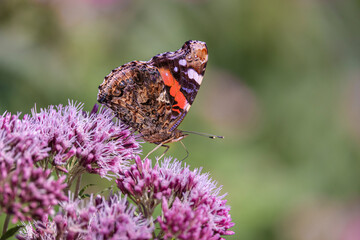 red admiral butterfly on hemp agrimony flower