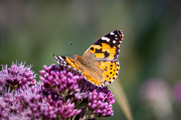 Obraz na płótnie Canvas butterfly on hemp agrimony flower