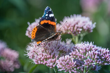 red admiral butterfly on hemp agrimony flower