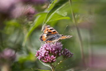  butterfly on hemp agrimony flower