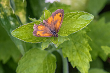 gatekeeper  butterfly on leaf