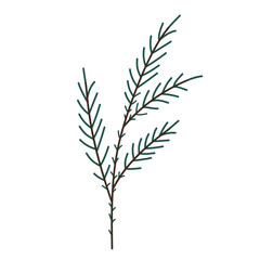 Hand drawn Christmas tree branch isolated on white background. Decorative doodle sketch illustration. Vector floral element.
