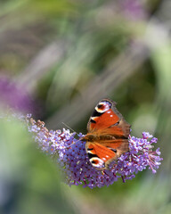 close up of peacock butterfly on hemp agrimony flower