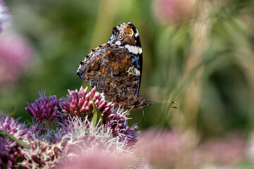 red admiral butterfly on hemp agrimony flower
