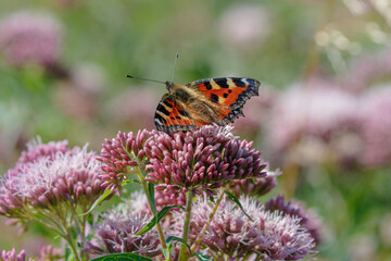 Fototapeta na wymiar tortoiseshell butterfly on hemp agrimony flower