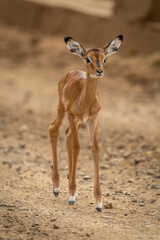 Baby common impala walks along dirt track