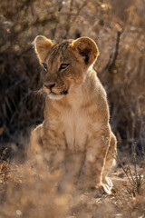 Fototapeta na wymiar Backlit lion cub sits in dense undergrowth