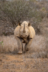 Obraz premium Black rhino charges towards camera near bush