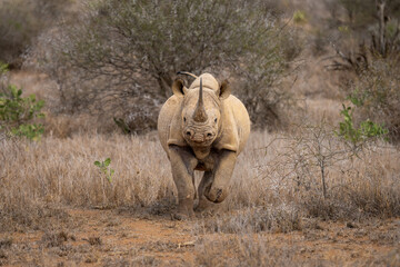 Black rhino charges over grass towards camera © Nick Dale